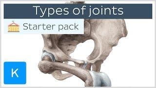 Types of joints in the human body - Anatomy & Examples | Kenhub