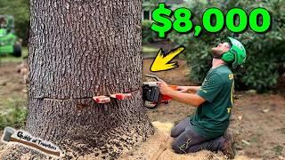 BIG $8,000 Tree Job! MASSIVE Blue Atlas Cedar Removal!