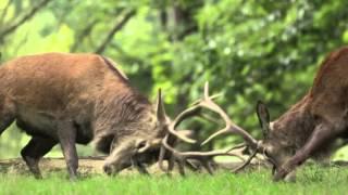 Red Deer Stags (Cervus elaphus) rutting, fighting, dueling, sparring