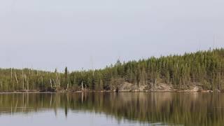 May 24 Soothing Sounds Of The FOREST | Meditative Boreal Wilderness