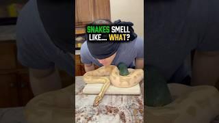 Do Snakes Really Smell Like Cucumber? 
