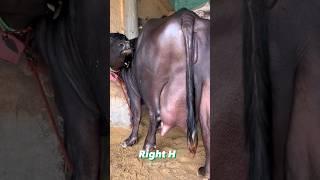 ️WORLD'S BIGGEST UDDER BUFFALO ️ #shorts #dairyfarming #cattle