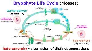 Bryophytes and the Life Cycle of Plants