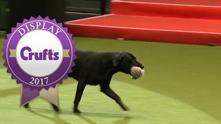 Gundog Display with Philippa Williams - Castlemans Gundogs | Crufts 2017