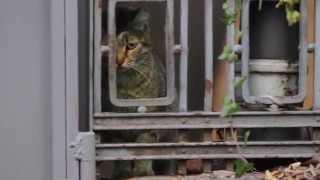 Not Feline Quite So Green! Green Cat Of Varna Is Washed