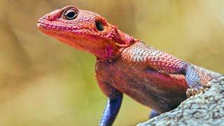 African Redhead Agama (Rainbow Lizard)