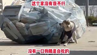 【笑亿天】狗：这个家要是没有我迟早得散