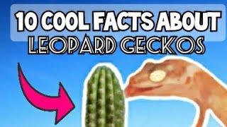 10 COOL FACTS ABOUT LEOPARD GECKOS