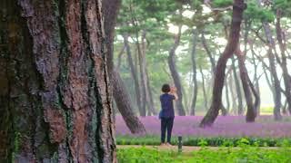 8월의 화원, 경주 황성공원의  소나무와 맥문동 꽃의 보라빛 물결