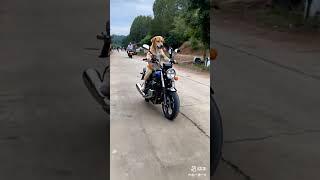 Main nikala o Gaddi leke #song #dog#dog #music  lover#animal#doge#dog shorts