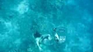 Amy Diving