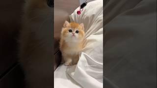 The kitten's cute little meows#cute #kitten #cat #meow