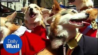 Corgis stage Meghan and Harry's Royal Wedding in New York - Daily Mail