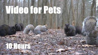 A Scurry of Squirrels in a Canadian Forest - 10 Hour Cat TV for Pets to Watch  - Jan 02, 2025
