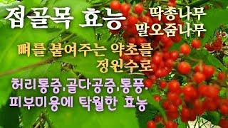 접골목 효능/뼈를 붙여주는 접골목/허리통증,골다공증,이뇨작용,통풍,피부미용등에 탁월한 효능