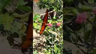 Borboleta de cor laranja