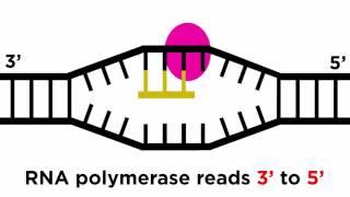 Transcription and Translation: From DNA to Protein