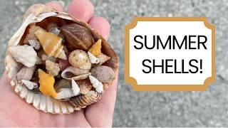 Is it hard to find shells in summer? Why is winter better? Looking for shells on Sanibel.