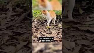 Cat vs Snake #wildanimals #wildlife #cats #snakes