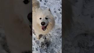 Завидный жених  /Добрый самоед. #самоед #собака #dog #dogs