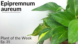 How To Care For Golden Pothos (Epipremnum aureum) | Plant Of The Week Ep. 35