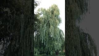 Amazing Weeping Willow Tree (Salix babylonica)