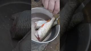 Catch and Cook, Fisch direkt am Wasser gebraten #trangia #fishing #outdoor #angeln #catchandcook