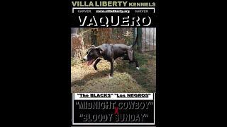 VILLA LIBERTY´S "VAQUERO" The Pit Bull