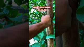 One inch punch training, day 63/75  #shorts