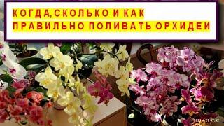 WATER ORCHIDS CORRECTLY HOW, WHEN and HOW MUCH? HOW TO LEARN TO WATER ORCHIDS? WATERING ORCHIDS.