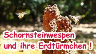 Schornsteinwespe und ihre Erdtürmchen auf Cres! solitäre Hautflügler, Odynerus spinipes, Zeitlupe