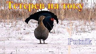 Тетерев на току