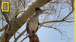 Snake vs. Roadrunner Face-off | National Geographic