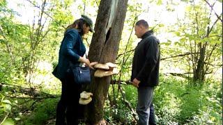 Готовим гриб Трутовик чешуйчатый (пестрец) | Сooking mushroom Dryad’s saddle