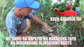 Joebert asor | DAHIL SA KAPATID KO NAKAKUHA TAYO NG MAGANDANG ALINGATONG ROOTS | FINDING ALINGATONG