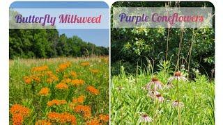 Butterfly Milkweed and Purple Coneflowers