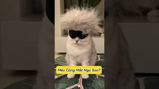 Tôi Đã Giúp Mèo Của Tôi Ngủ Ngon Như Thế Nào #thúcưng #vậtnuôi  #funny #pets #cat #cutecat #cute