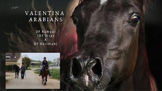 Straight Egyptian Black Stallion DF Kamyar at Walking & arabian Gelding Valentino