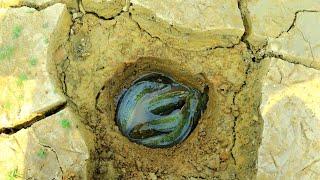 Lucky Day I Found Dry Pond In Rice Fields & Found A Lot Red Fishes In Underground Dry Season Fishing