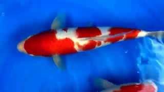 Marugen Koi Farm - Kohaku Tategoi