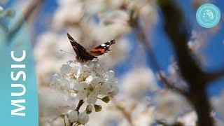 The Four Elements of Nature – Music and Nature Photos – by Bruno Gröning Friends