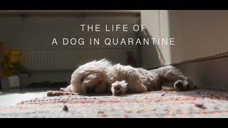 THE LIFE OF A DOG IN QUARANTINE Artlist B-roll challenge #ALbrollchallenge