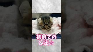 家出した小さな男の子のほろ苦い末路
