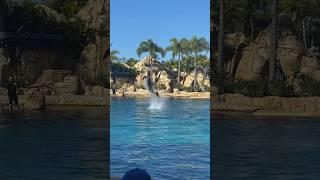 Dolphins do Amazing Tricks at SeaWorld! #dolphin #amazing