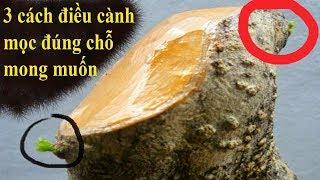 Bài 6: Kỹ thuật điều chỉnh vị trí cành mọc đúng chỗ mong muốn