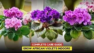 Growing African Violet Indoors | African Violet Plant Care