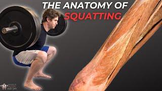 Why You Should Squat