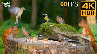 Cat TV for Cats to Watch  The Cutest Birds and Red Squirrels  Cat Games 4K HDR