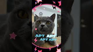 APT 阿猫 #apt #cat