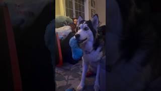 This Husky loves watching TV!  Via penelopii.pirouettes/IG #husky #huskies #dogs #cute #wholesome